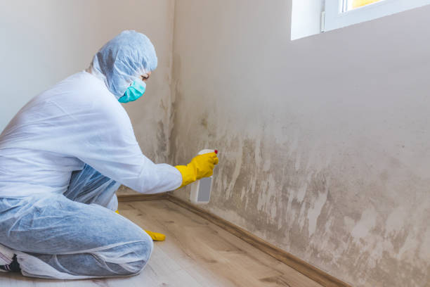 Licensed Mold Remediation service in Bloomingdale, TN - WQB Mold Removal